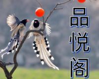 品悦阁